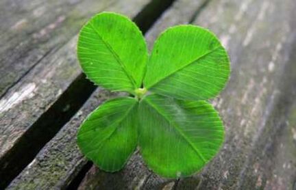 The four-leaf clover is one of the most precious lucky charms found by chance