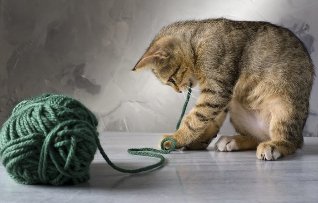 A kitten plays with a ball of wool yarn